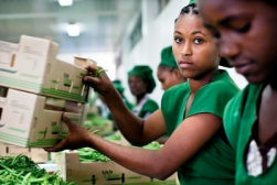 Youth Employment Creation